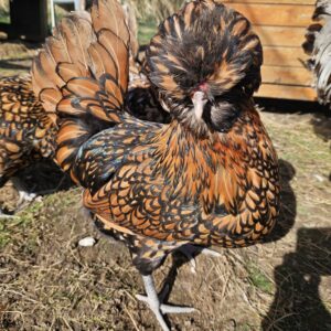 6 Polish Goldlaced hatching eggs