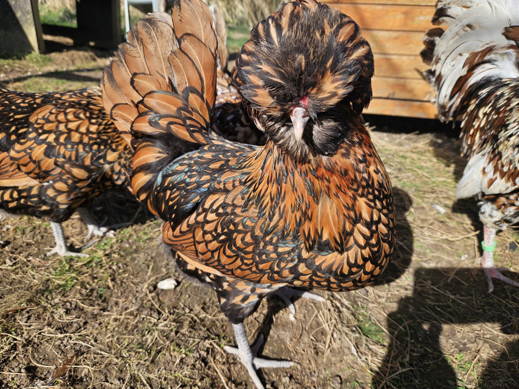 6 Polish Goldlaced hatching eggs