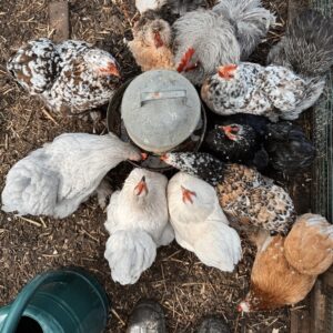 🐣 Mixed Bantam Hatching Eggs