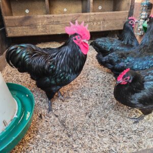 Australorp Bantam Hatching Eggs