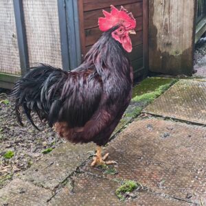 Rhode Island Red Bantam Hatching Eggs