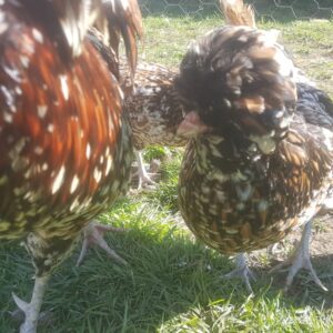 6 Tolbunt Polish hatching eggs