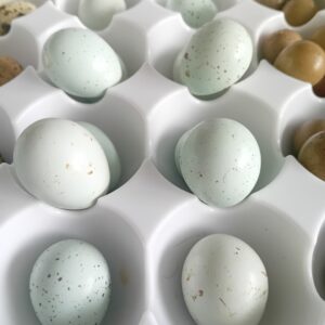 12 x Celedon Hatching Eggs