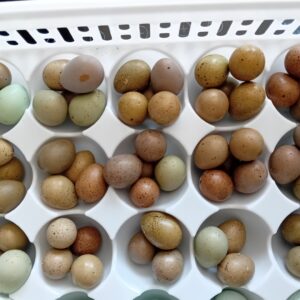 12 x Button Quail Hatching Eggs