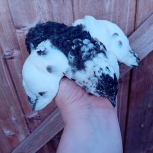 12 x Progressive Pieds Coturnix Quail Hatching Eggs