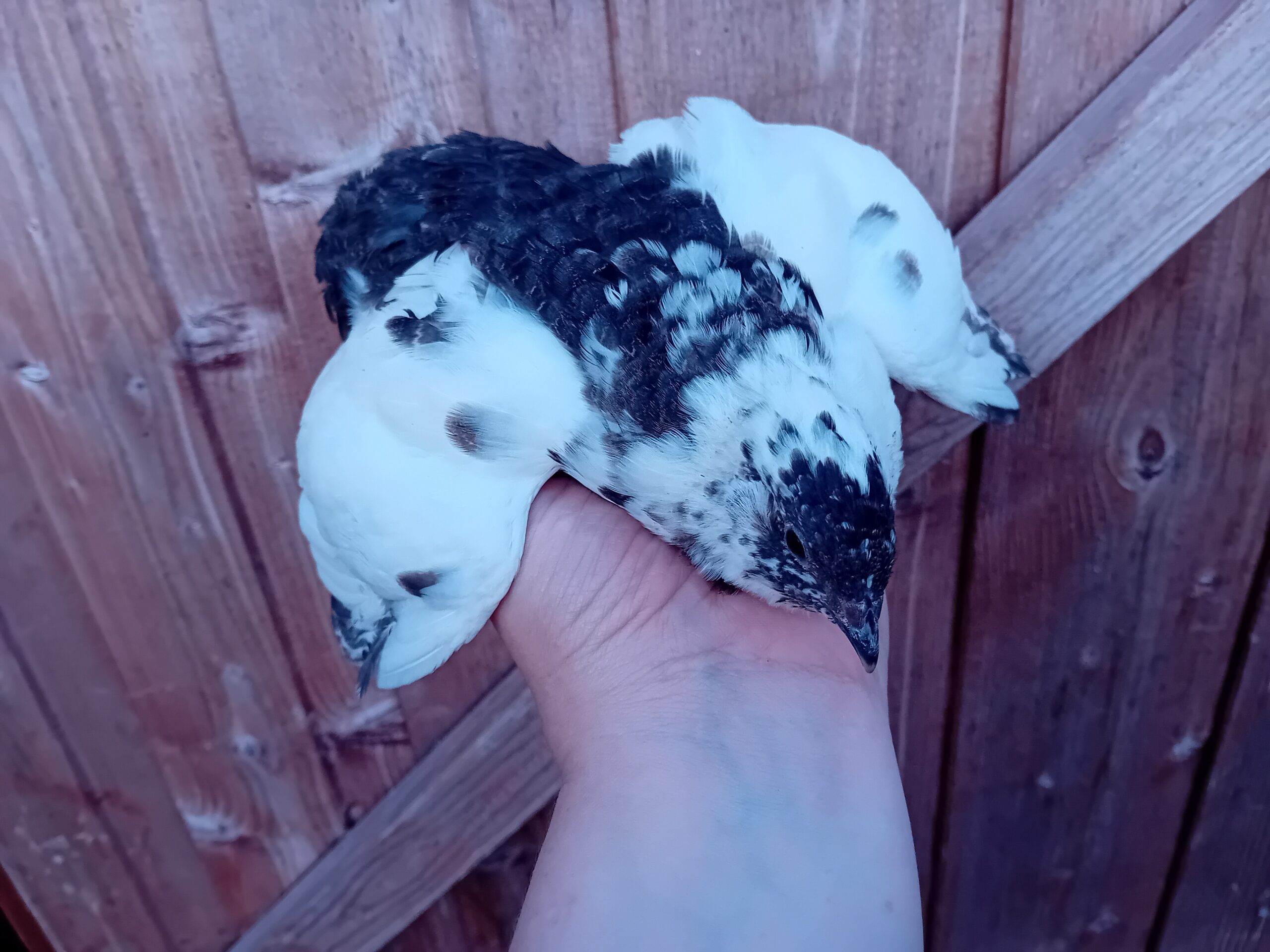 12 x Progressive Pieds Coturnix Quail Hatching Eggs