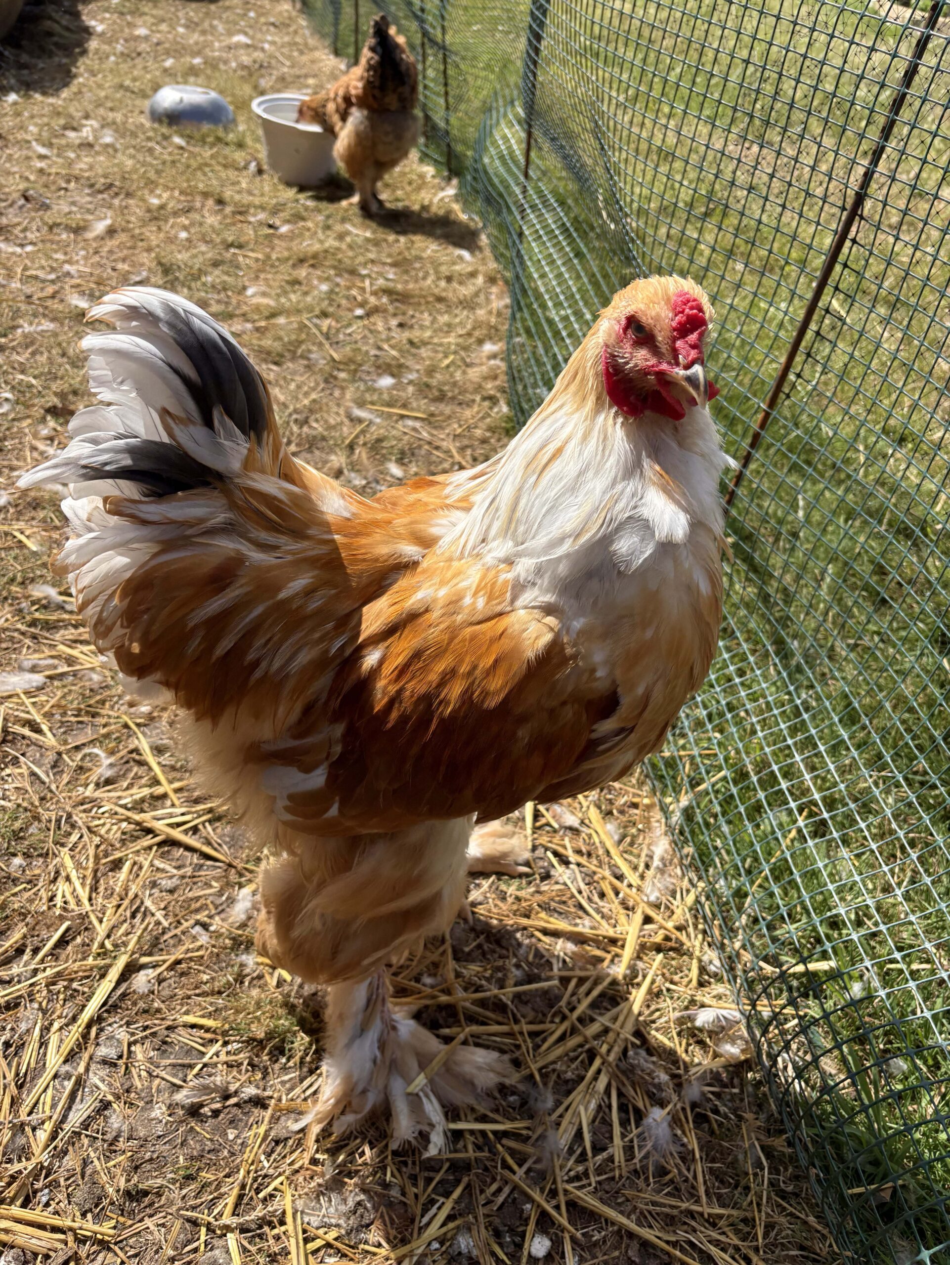 Large Fowl Brahma Pairs Mixed Colours - Image 5