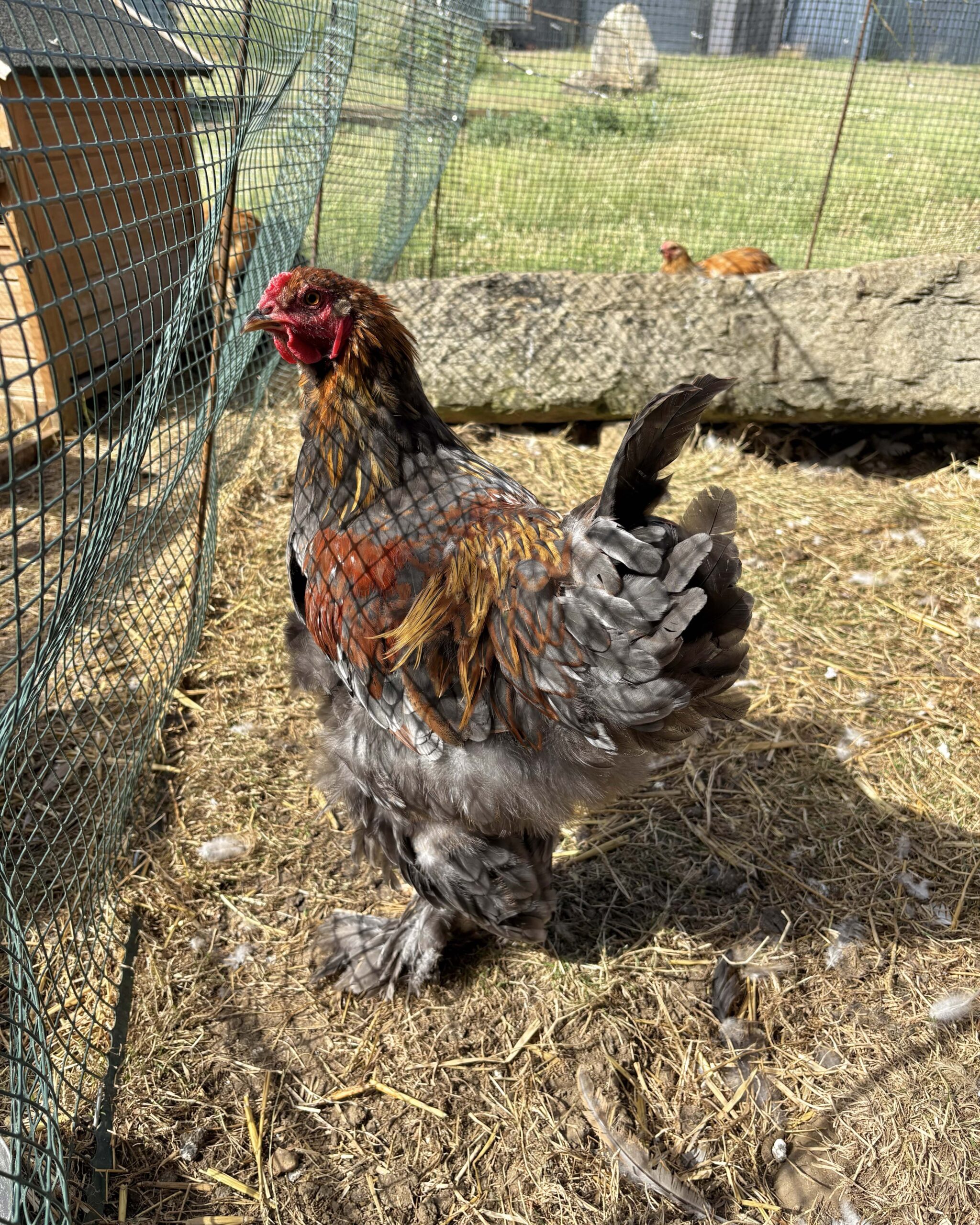 Large Fowl Brahma Pairs Mixed Colours - Image 6