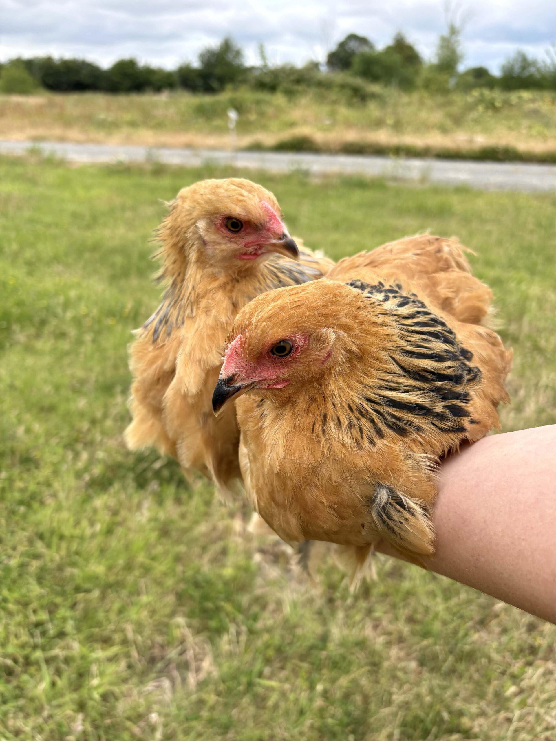 Large Fowl Brahma Pairs Mixed Colours - Image 4