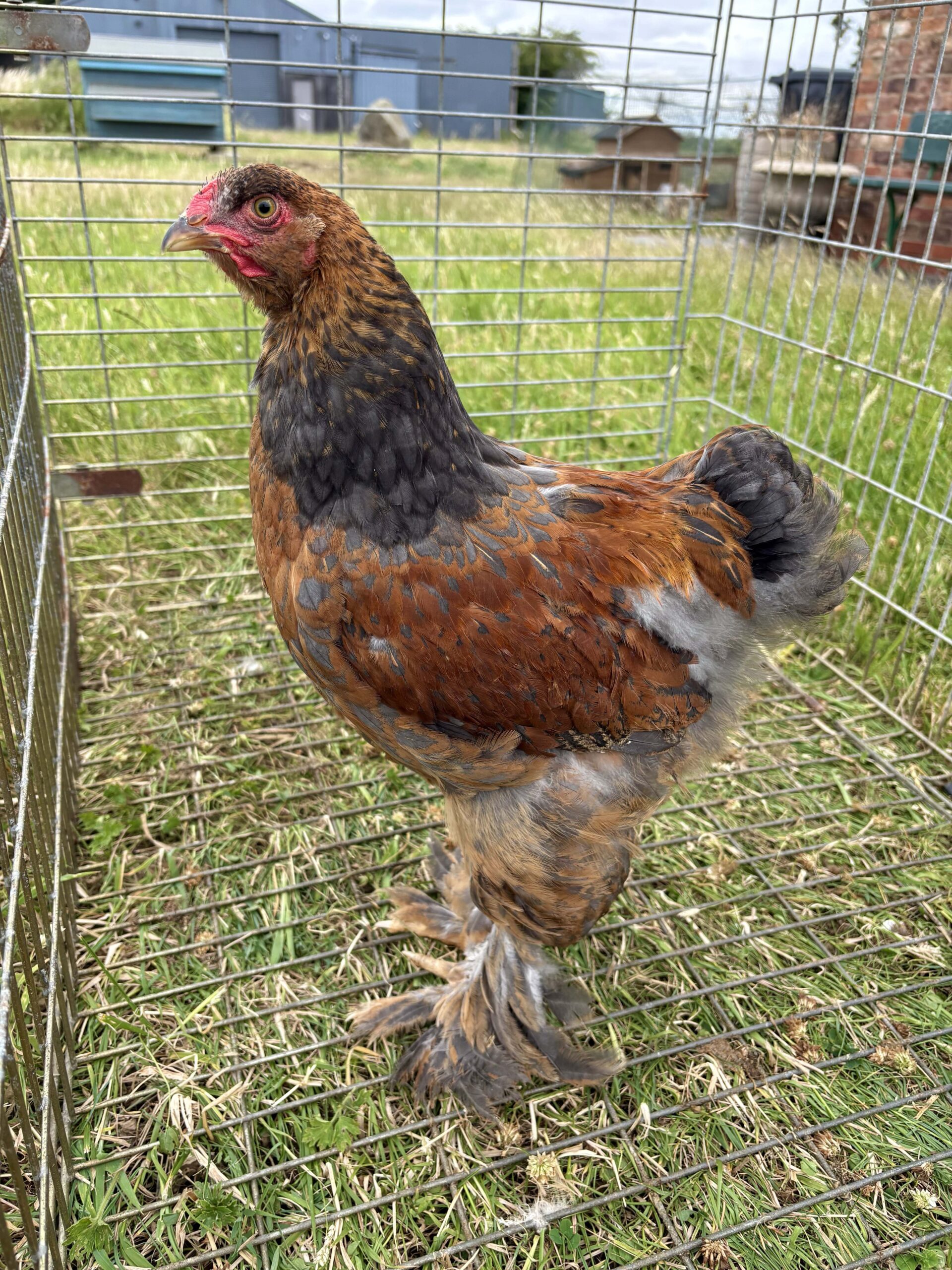 Large Fowl Brahma Pairs Mixed Colours - Image 3