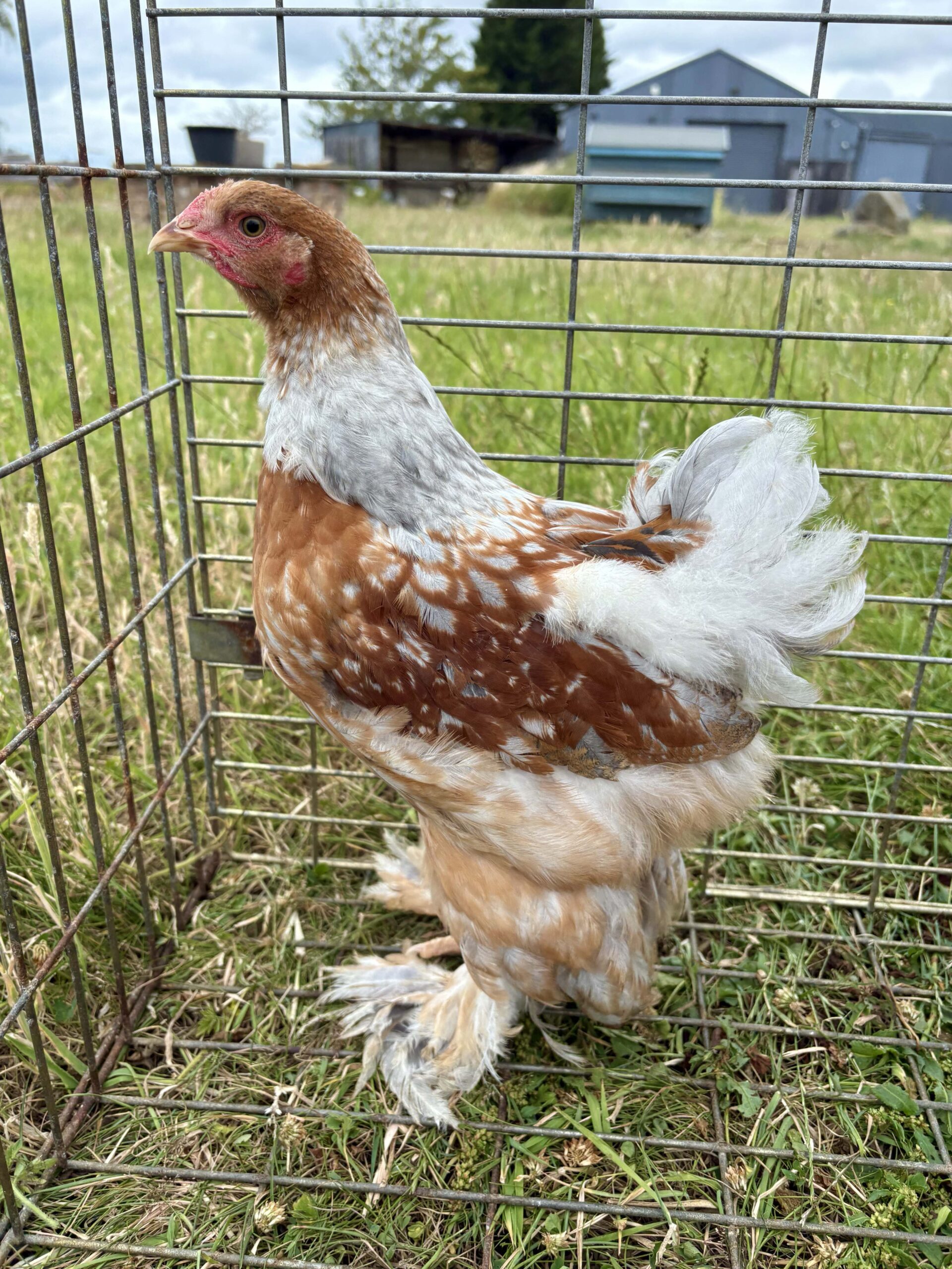 Large Fowl Brahma Pairs Mixed Colours - Image 2