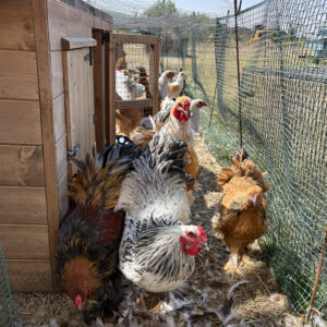 Large Fowl Brahma Pairs Mixed Colours