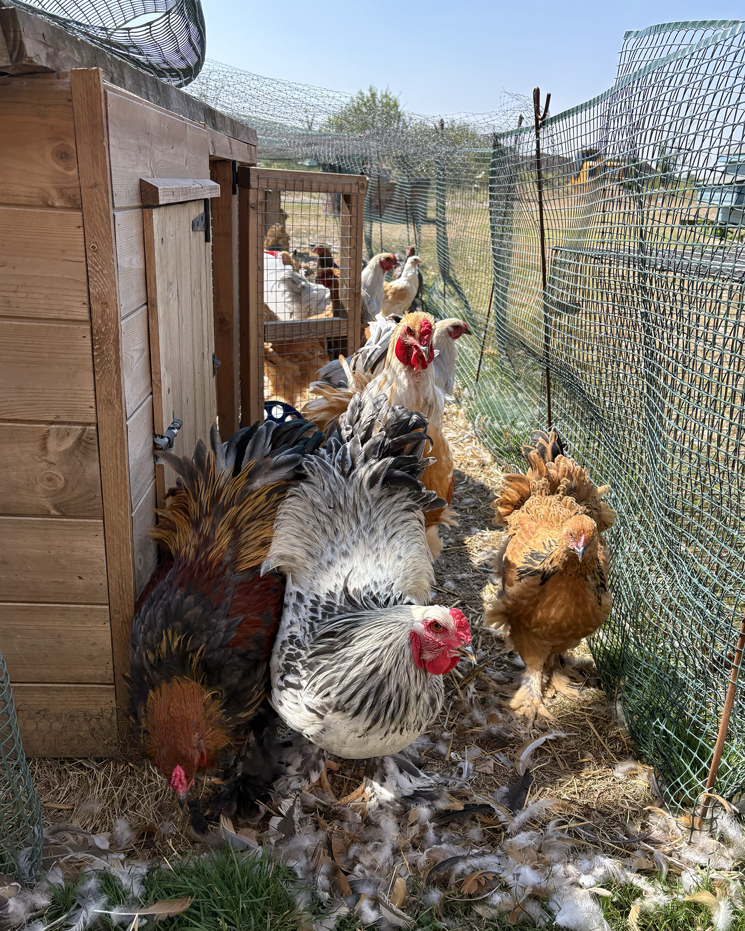 Large Fowl Brahma Pairs Mixed Colours
