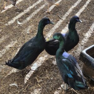 Cayuga hatching eggs x 6