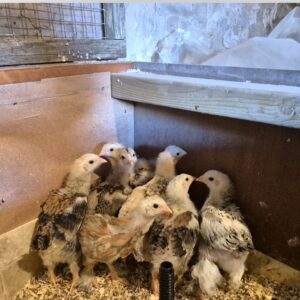 Mixed breed chicken eggs x 6 (Copy)