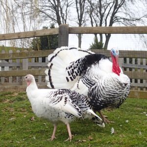 Hi we have 6 x  Crowlletzer ( or Pied) turkey hatching eggs