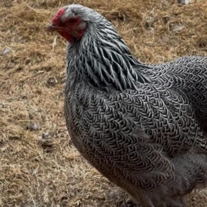 6 Exhibition quality Dark Brahma Bantam Hatching eggs