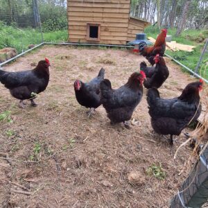 French Copper Marans: 5 Hens and a Cockerell SOLD SOLD SOLD