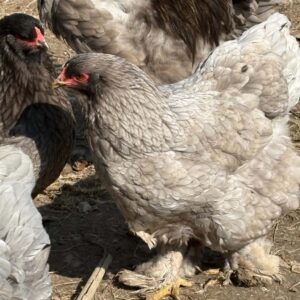 6 Exhibition quality Lavender Brahma Large fowl Hatching eggs