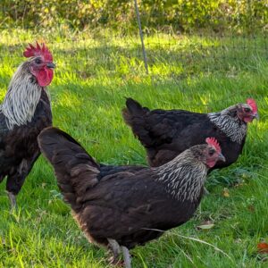 Norfolk Gray Hatching eggs x6