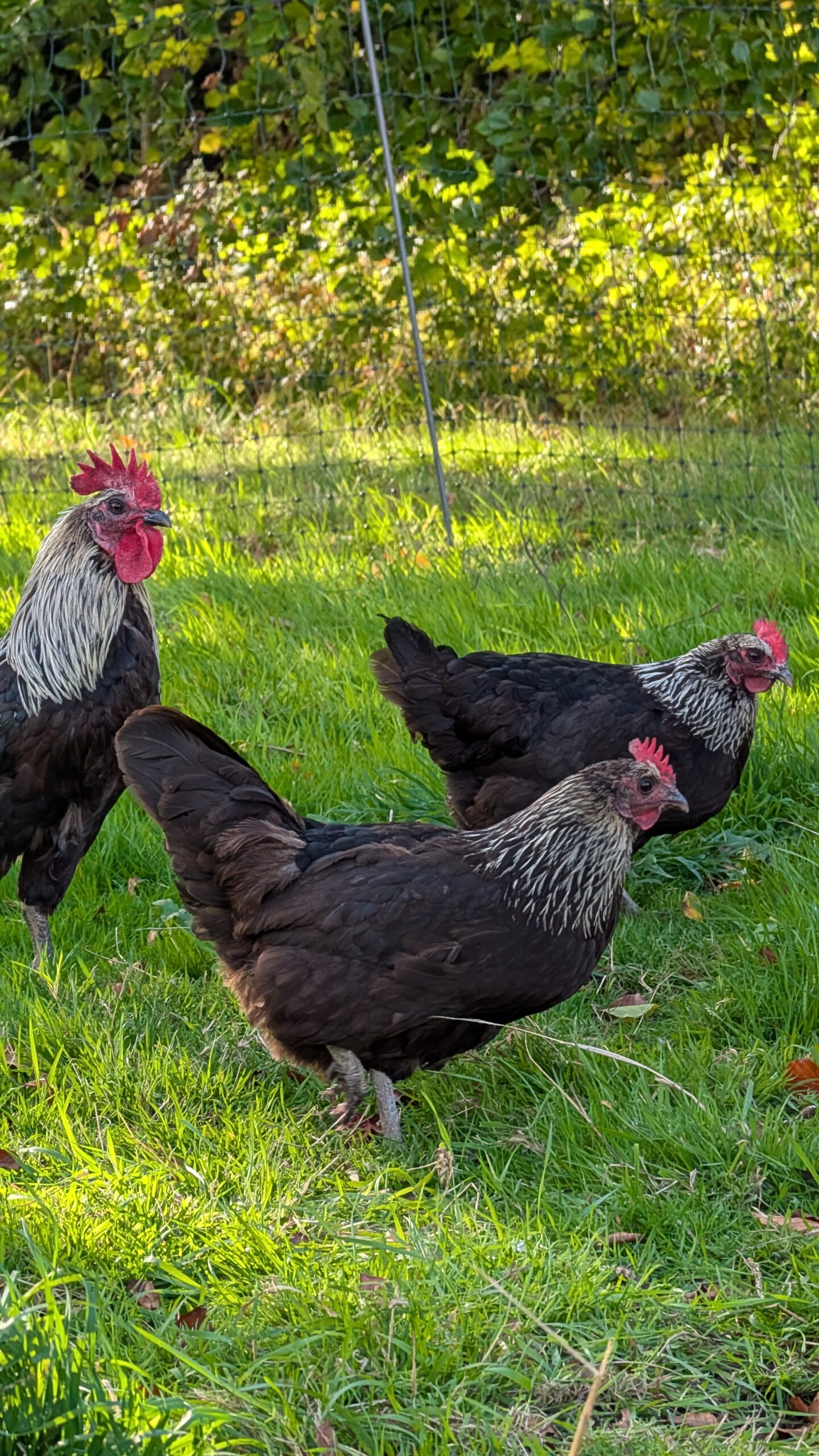 Norfolk Gray Hatching eggs x6