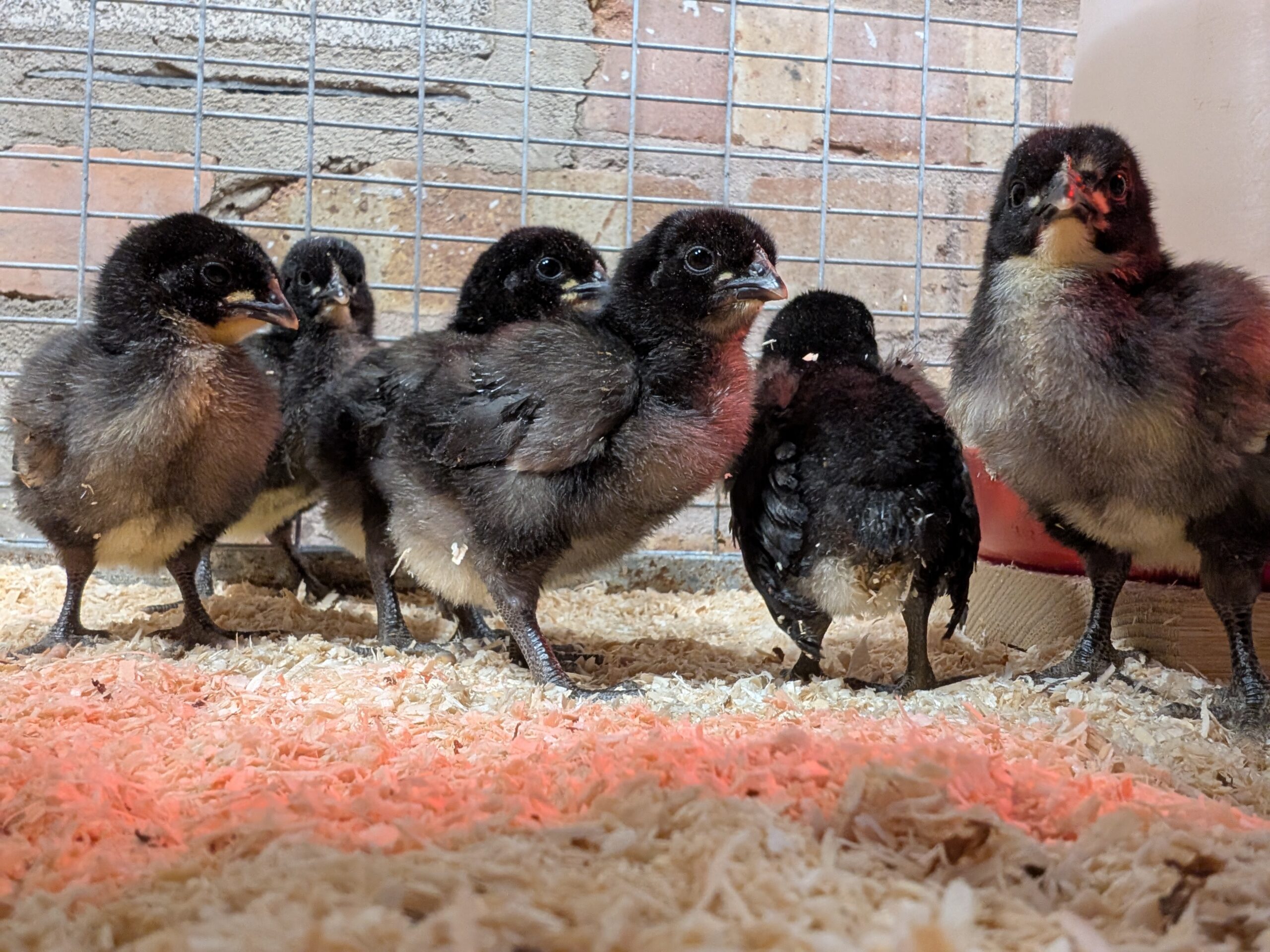 Norfolk Gray Hatching eggs x6 - Image 4