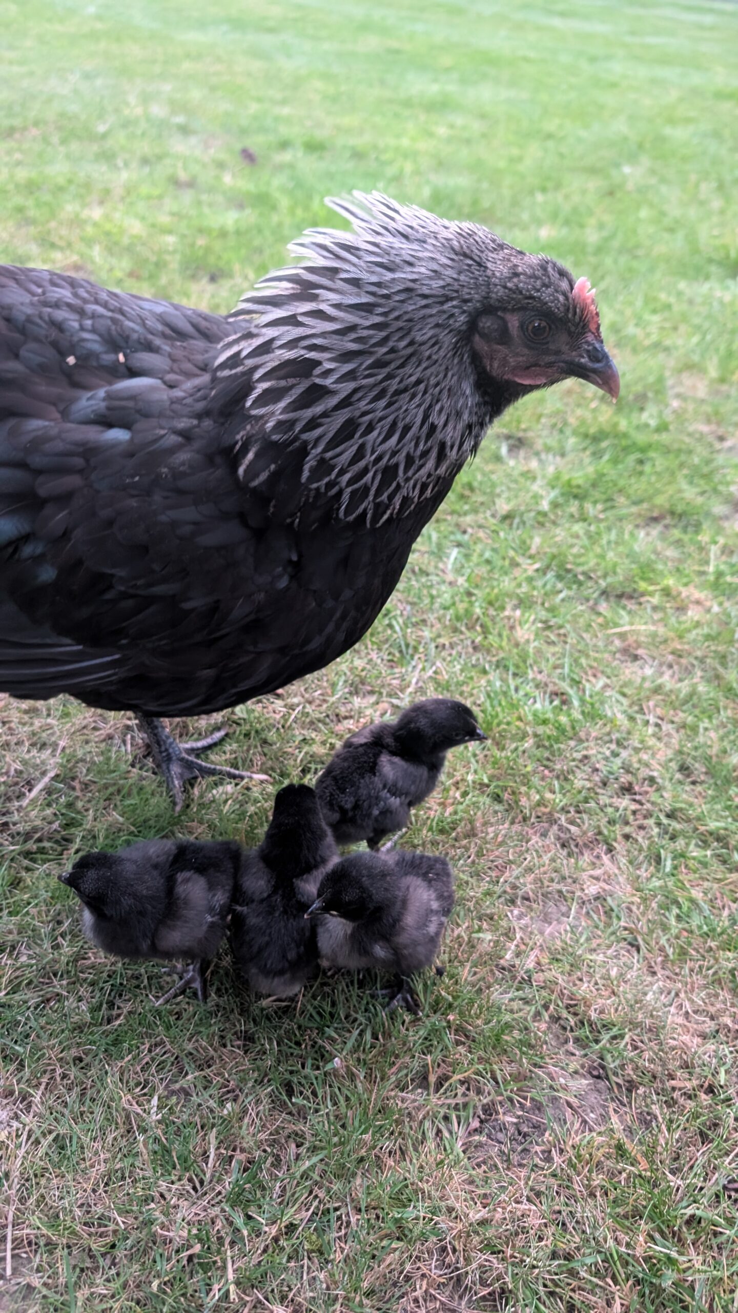 Norfolk Gray Hatching eggs x6 - Image 5