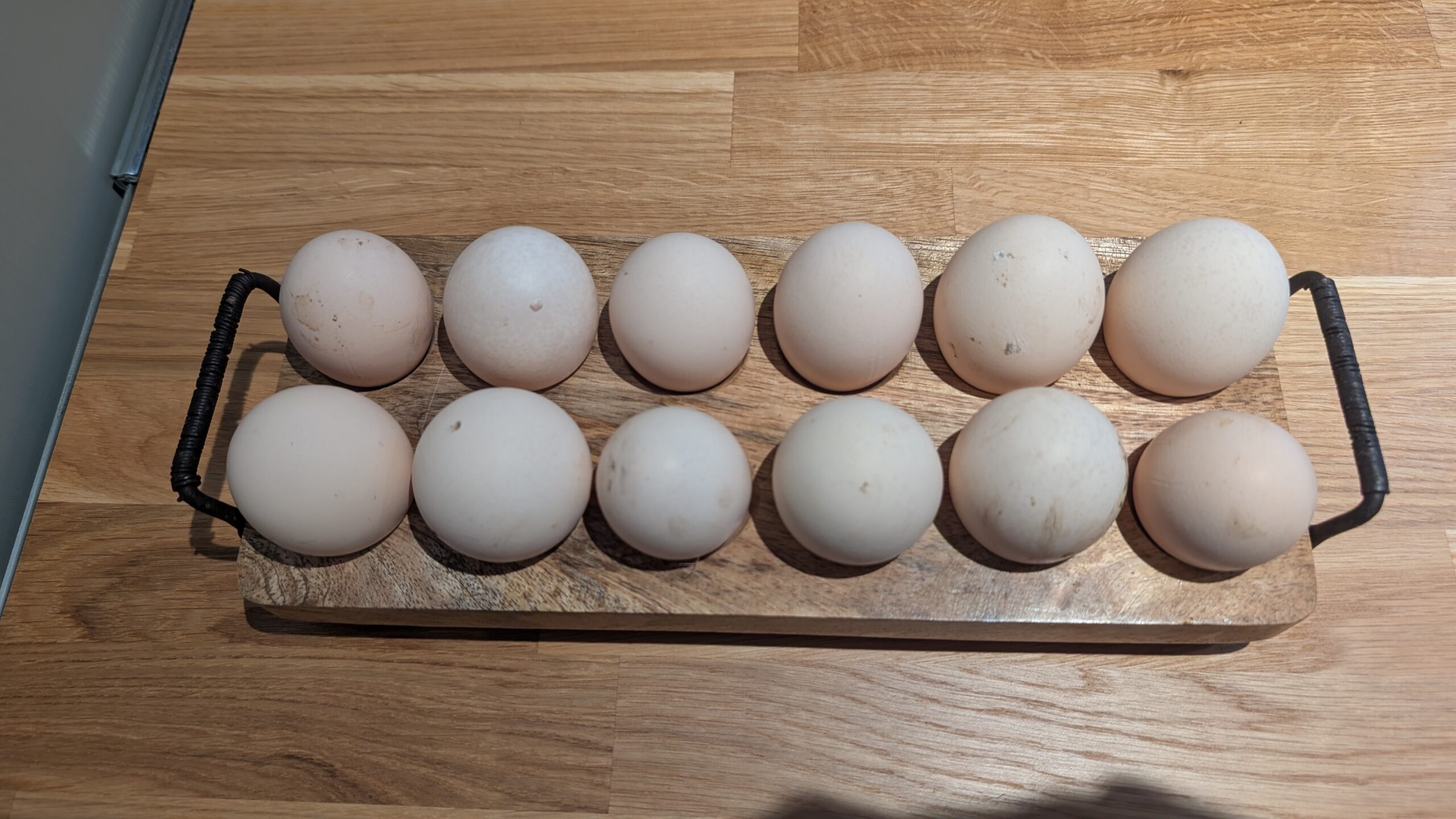 Norfolk Gray Hatching eggs x6 - Image 3