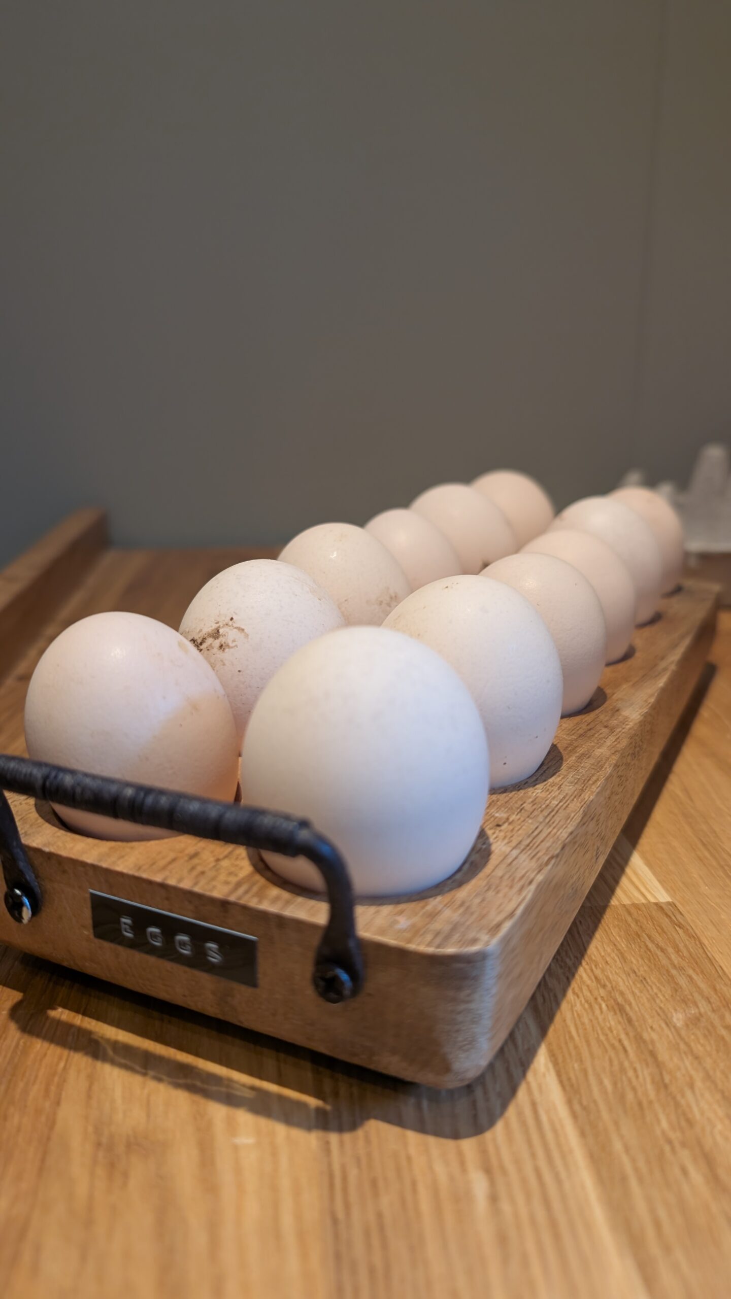 Norfolk Gray Hatching eggs x6 - Image 2