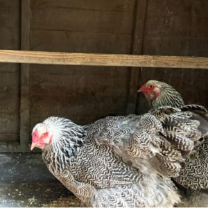 6 Exhibition quality  Brahma Dark Large fowl Hatching eggs