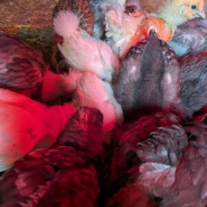 Silkie crosses for sale