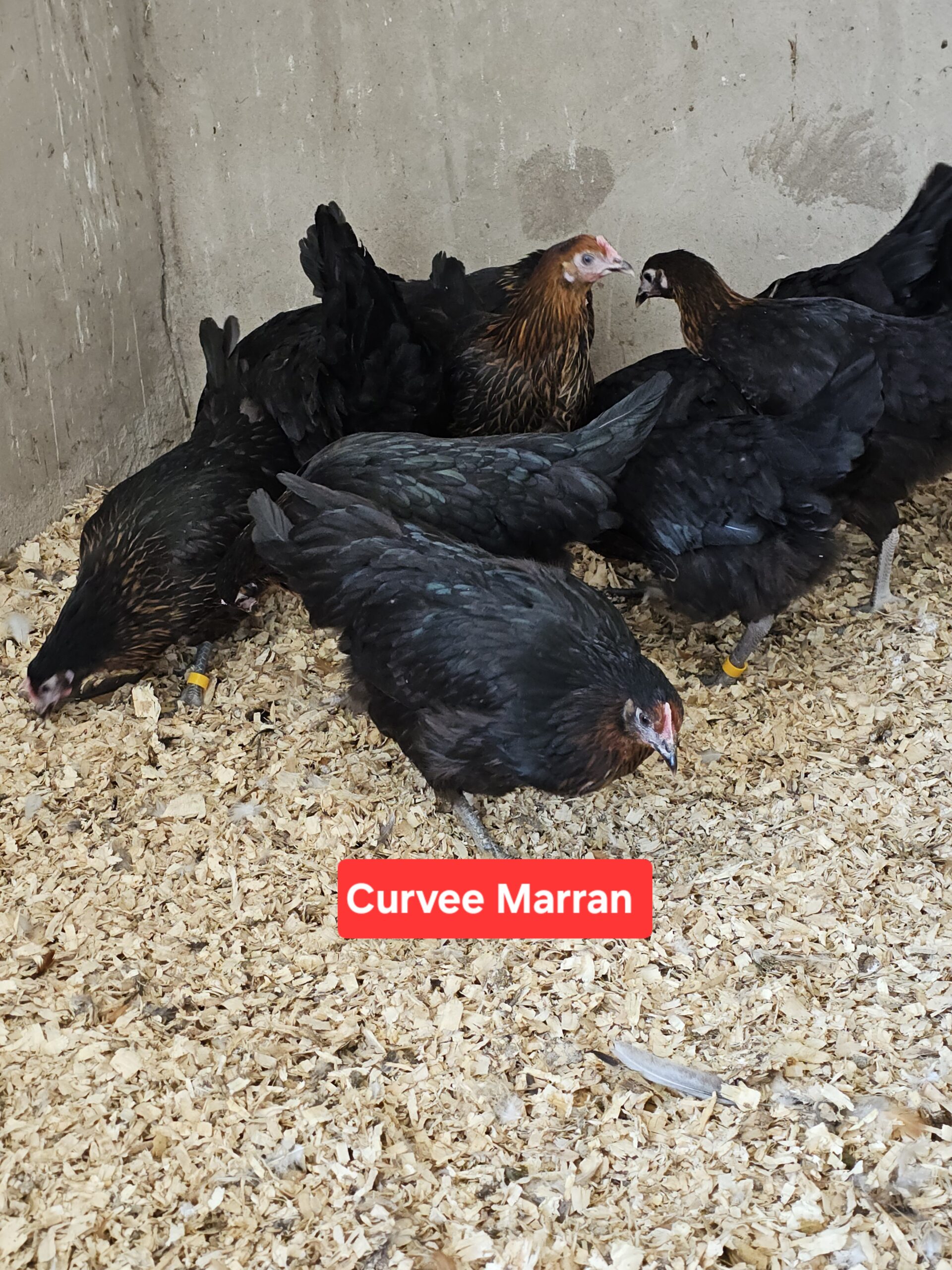 Hybrid pullets - Image 6