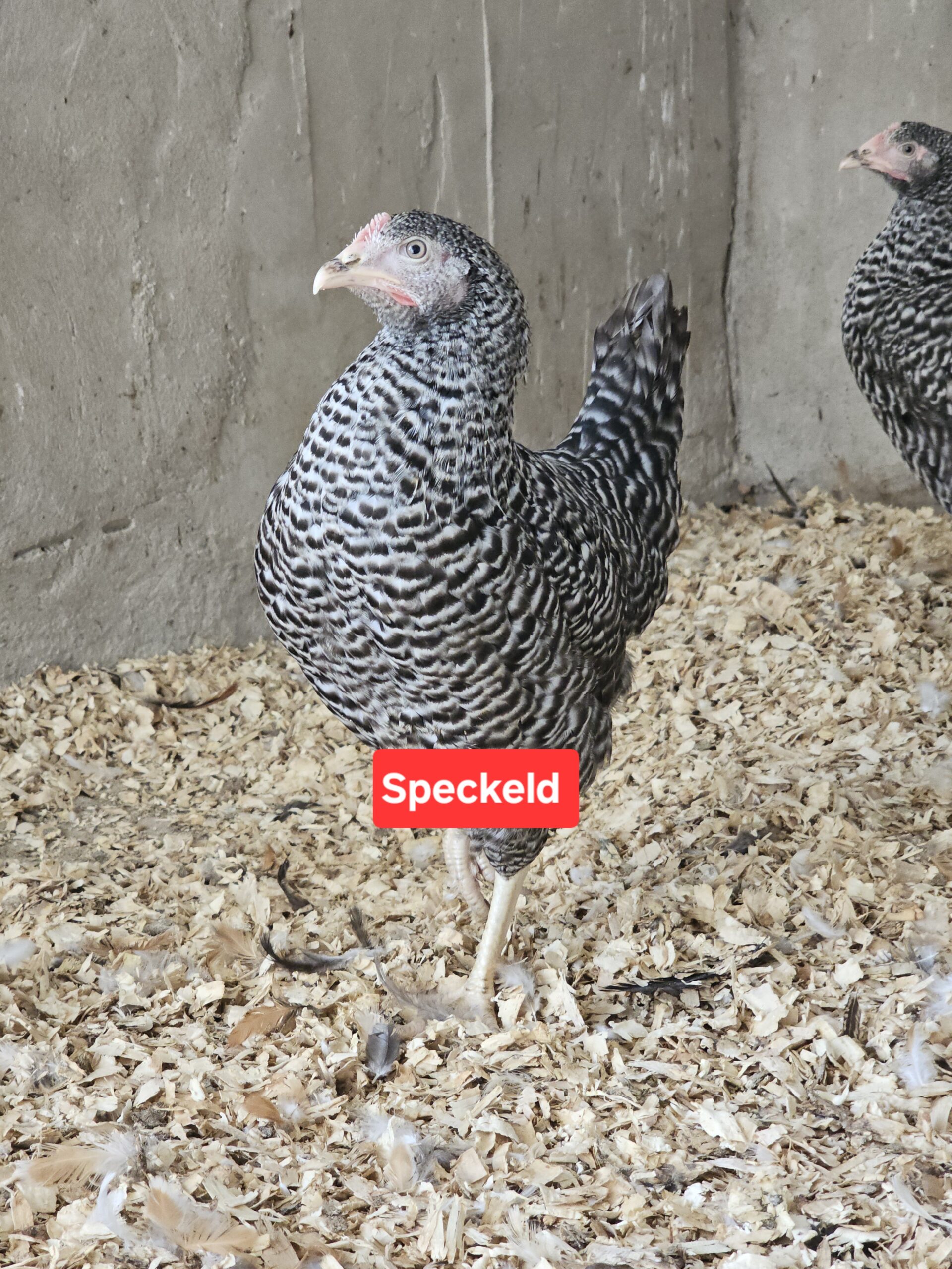 Hybrid pullets - Image 5