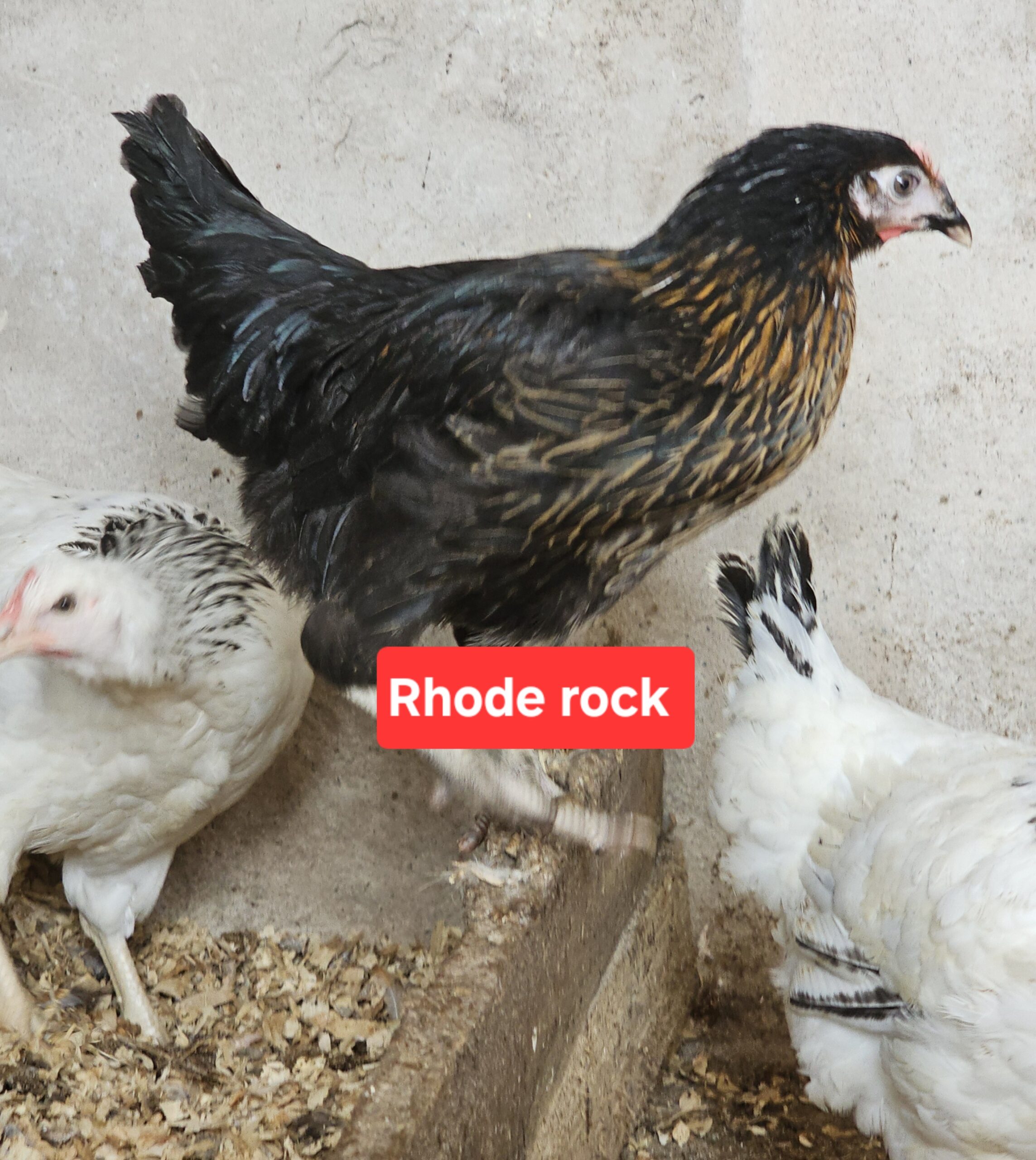 Hybrid pullets - Image 3