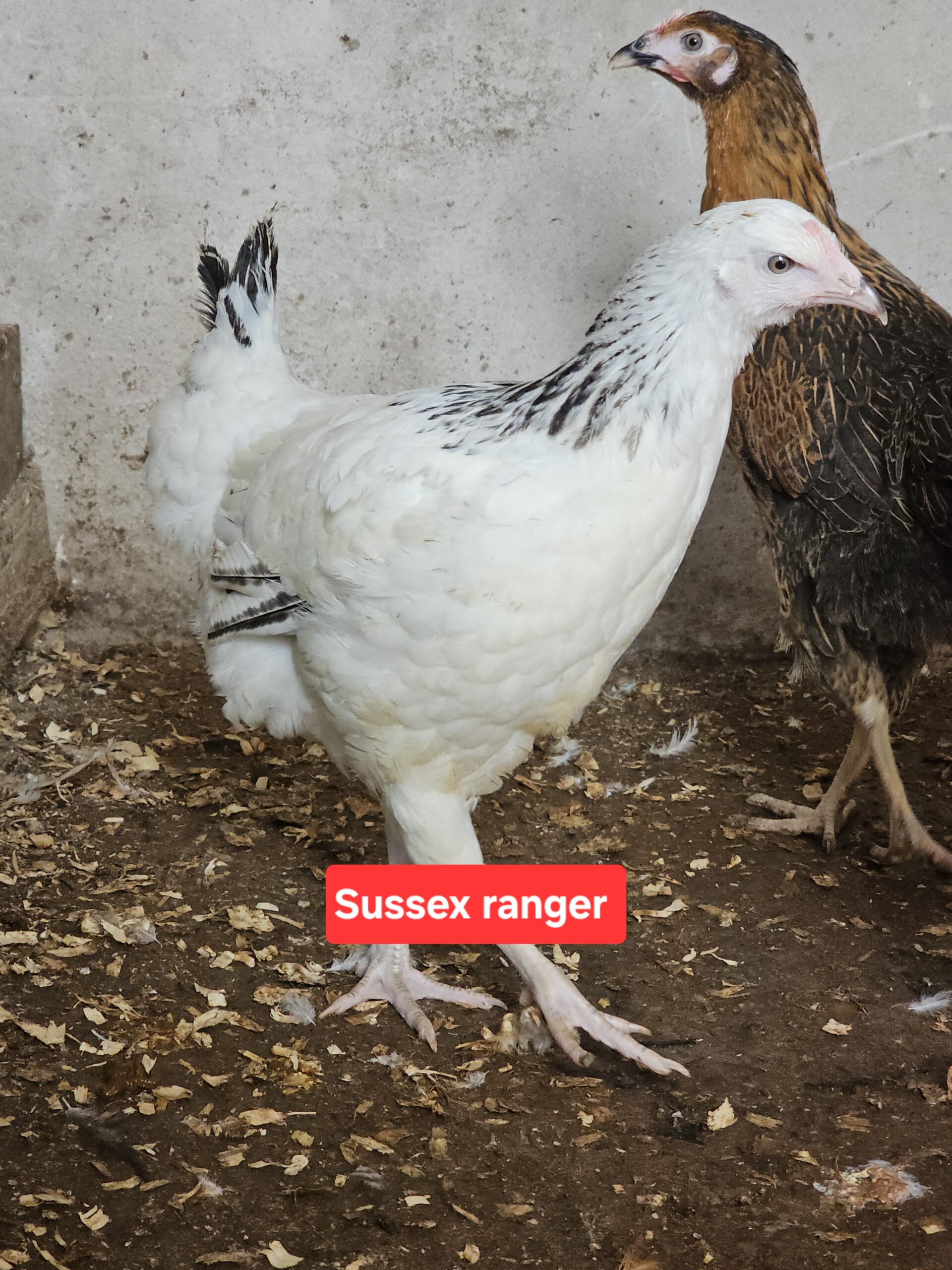 Hybrid pullets - Image 4