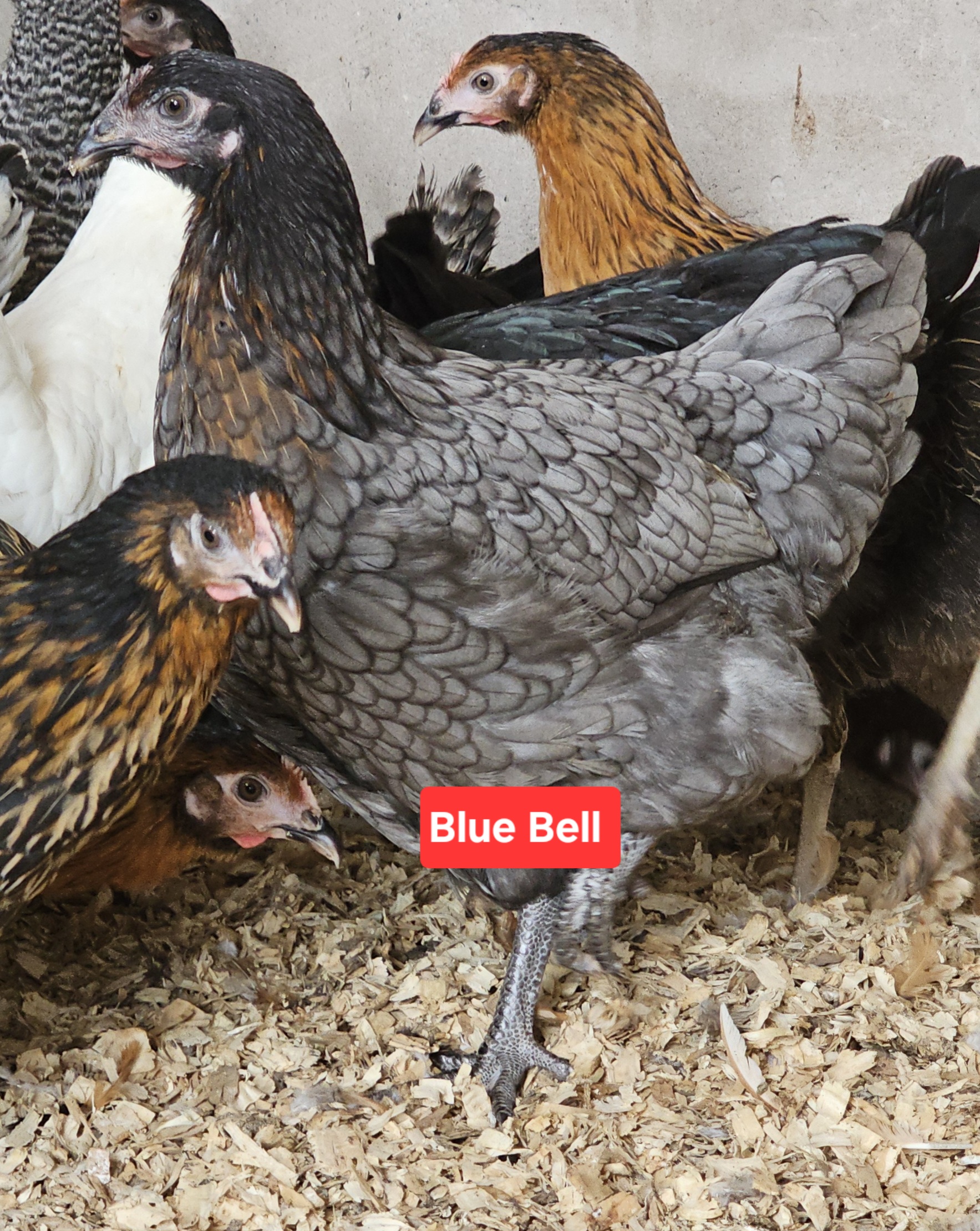 Hybrid pullets - Image 2