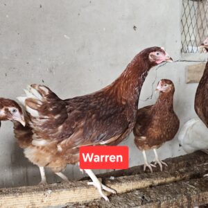 Hybrid pullets