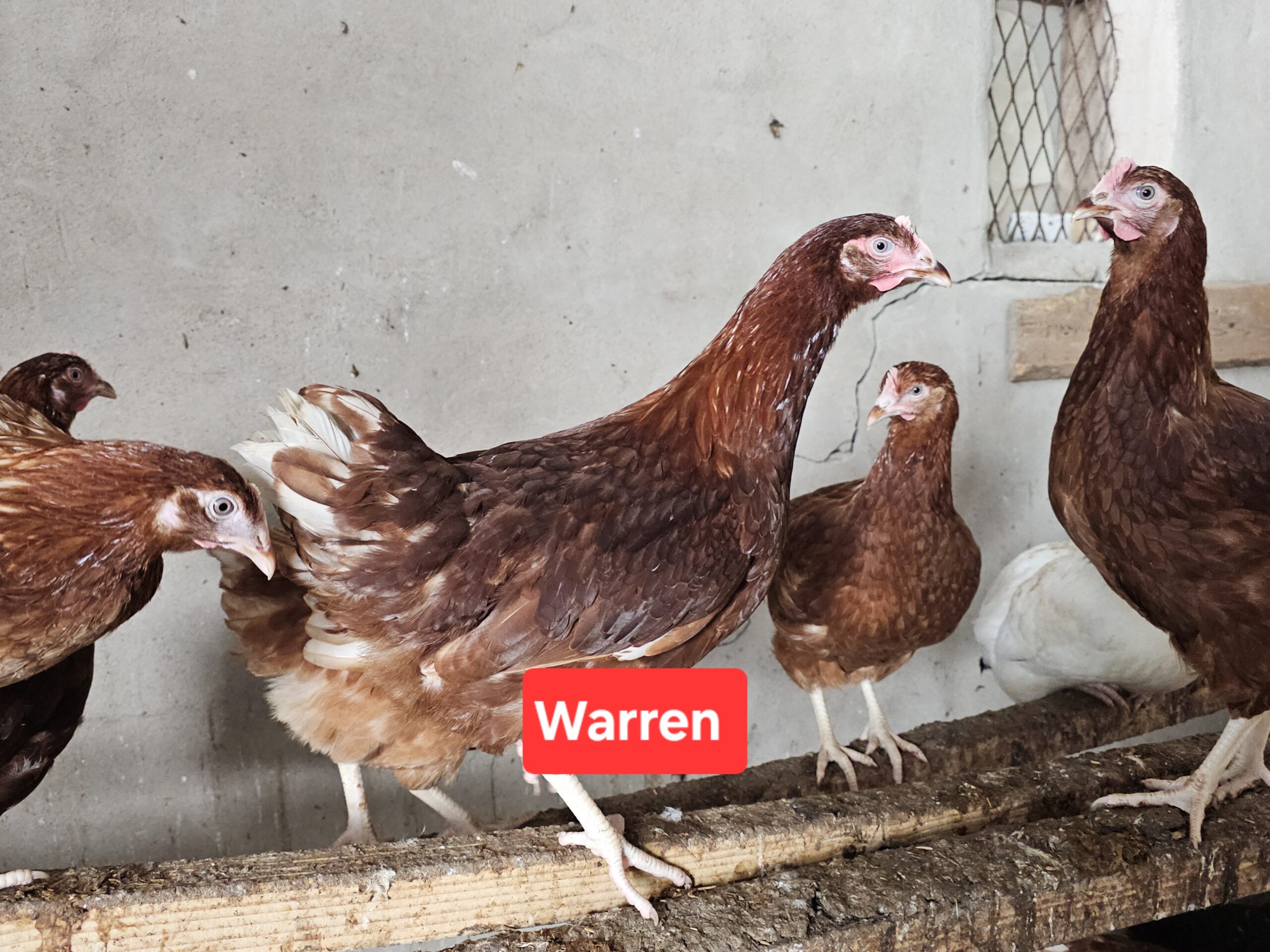 Hybrid pullets