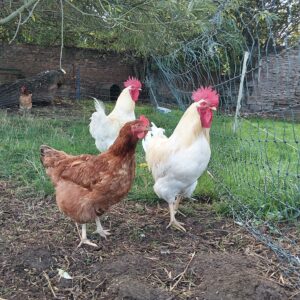 Rhode island red highbred HATCHING EGGS red/white great layerss