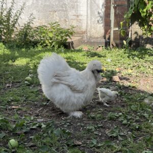 6 Pure Silkie Bantam Eggs | Small Flock | Premium Packaging