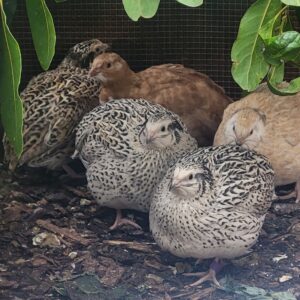 Coturnix Quail Hatching Eggs
