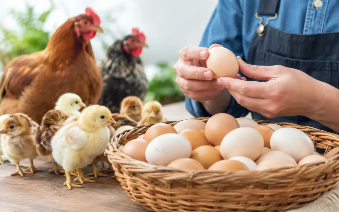Buy Hatching Eggs From Breeders You Can Trust