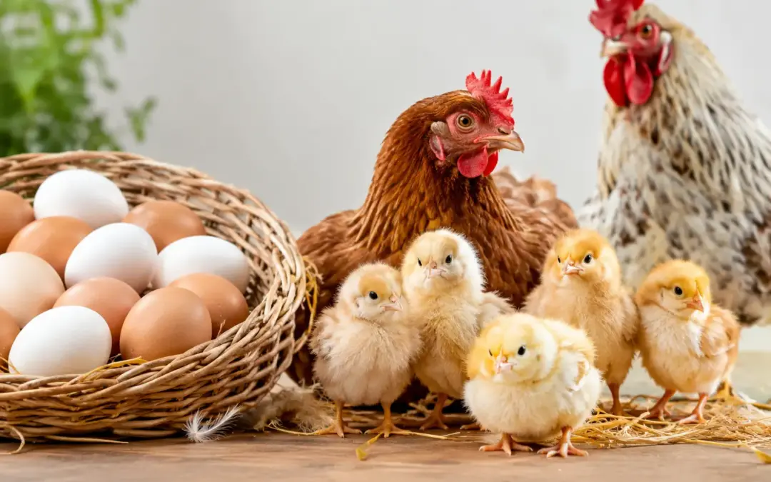 Buy Your Hatching Eggs and Poultry from Hatch and Hive