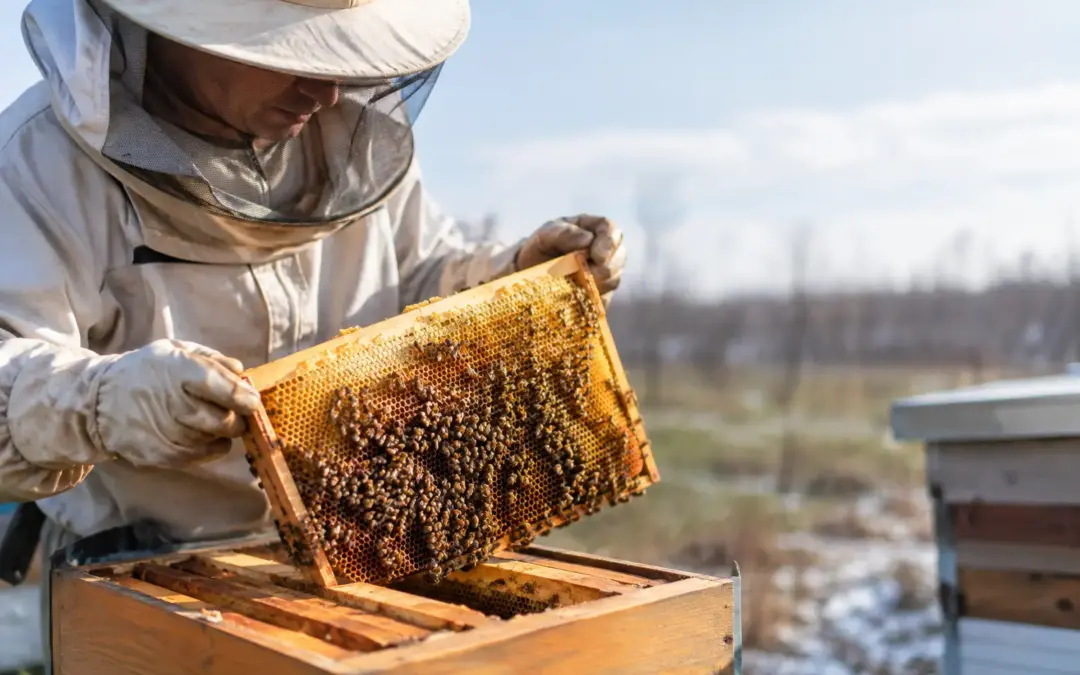 Last Honey Harvest Before Closing Down for Winter