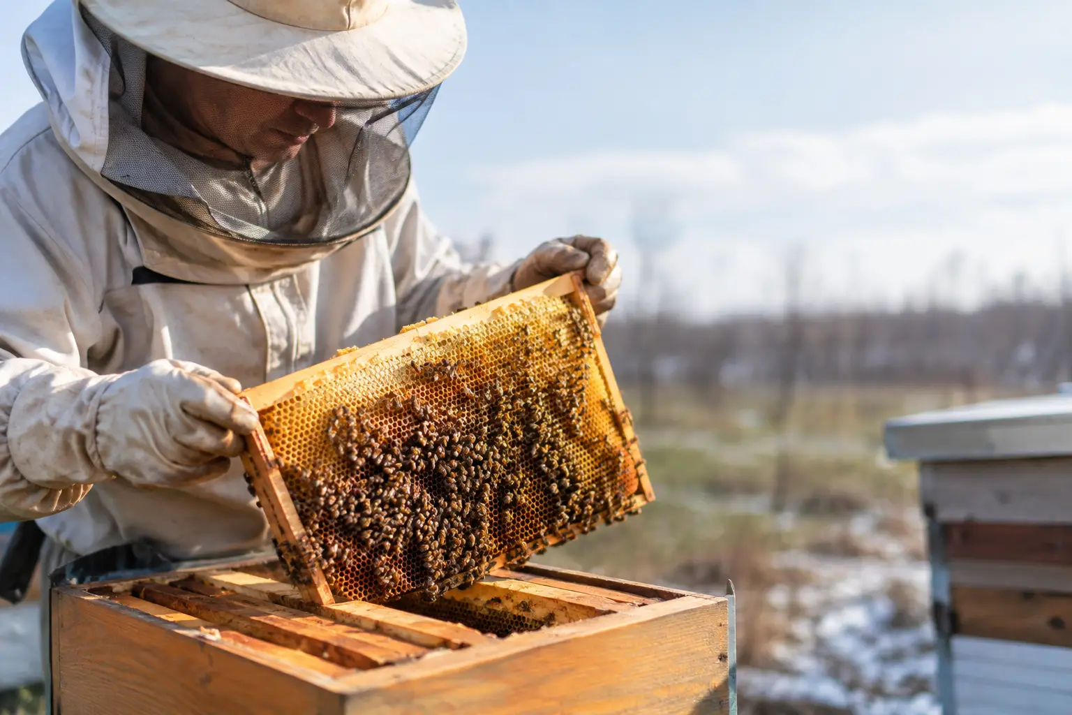 Last Honey Harvest Before Closing Down for Winter