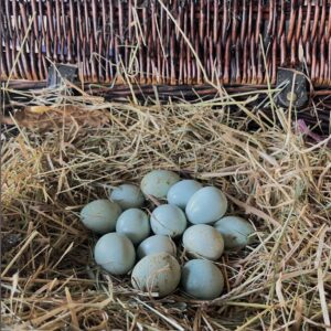 Jumbo Blue Celadon Quail Hatching Eggs (12-16g) into the Jumbo class)