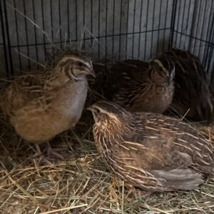 Male Coturnix Quail Mixed