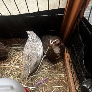 Male Coturnix quail, Celadon