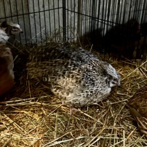 Male Coturnix Quail Sparkly Fee - Carmarthenshire