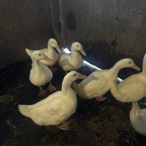 Cherry Valley drakes available — Carmarthenshire